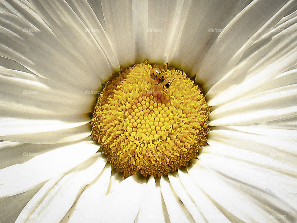 Bug Walking On A Daisy Macro.