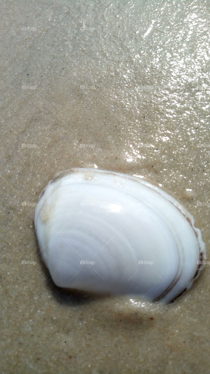 beach shell