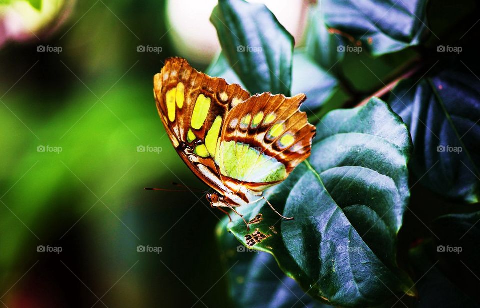 Close-up of butterfly on leaf