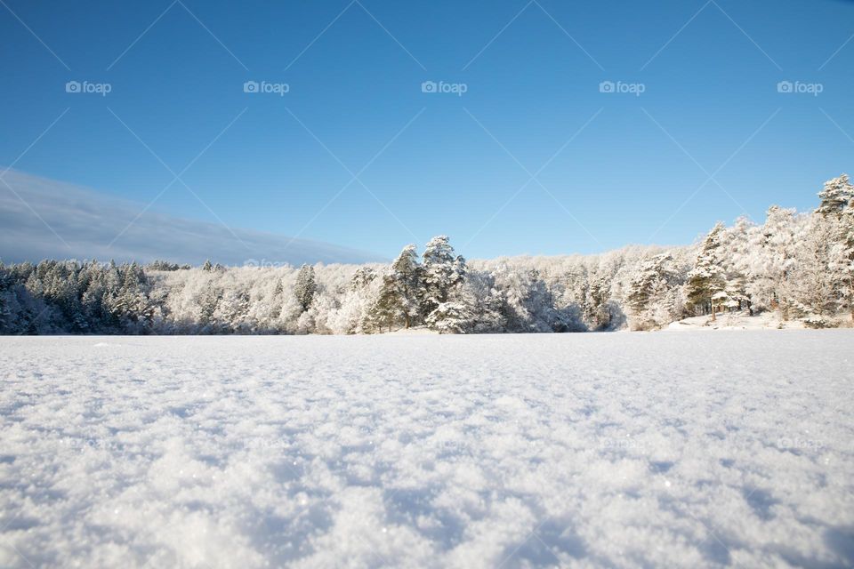 Snow covered landscape and forest on a cold sunny winter day with clear blue sky 