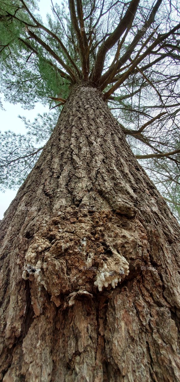 Looking up tree trunk and bark formation, all the way to the top. Leaves starting to grow, it's Spring!