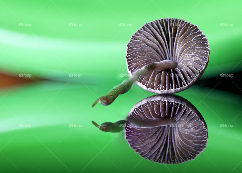 Mushroom. Mushroom reflection