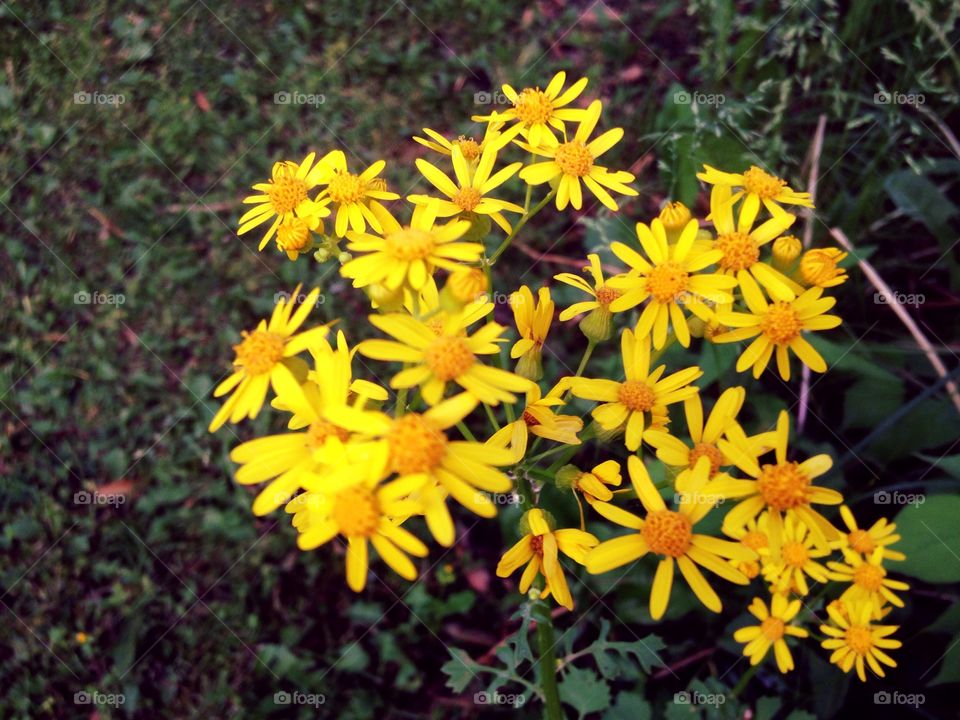 Tiny wild flowers. Some yellow wild flowers in my yard 