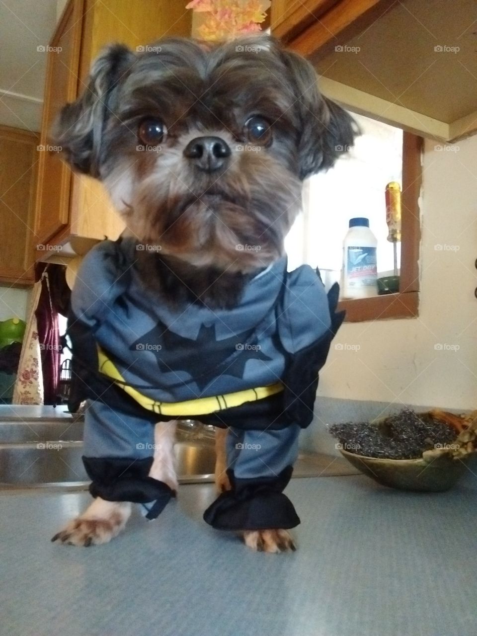 he doesn't like to wear costumes, so he was bribed with treats and stuck on the counter until I got a decent picture :)