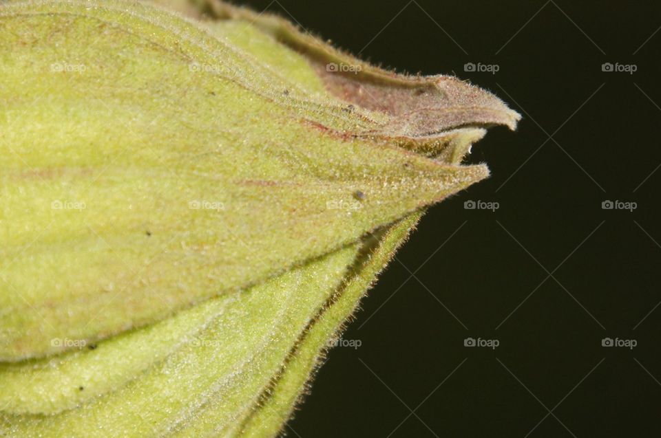 Close up of a closed flower bud