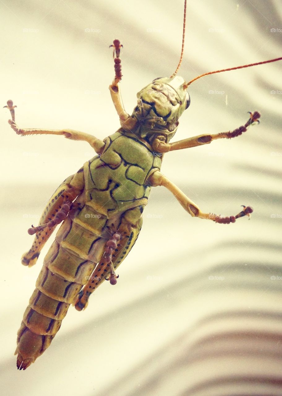Close up of a colorful peaceful grasshopper visiting in the window on a spring day. 