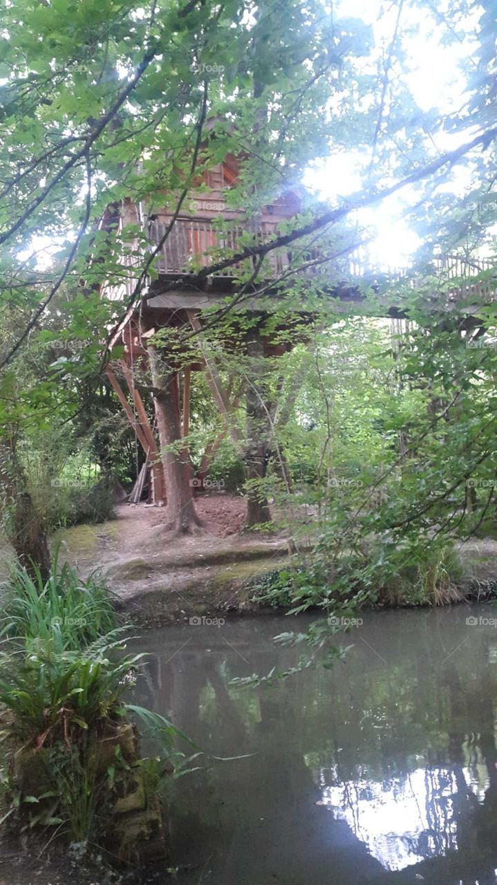 Nature, house, tree, wood