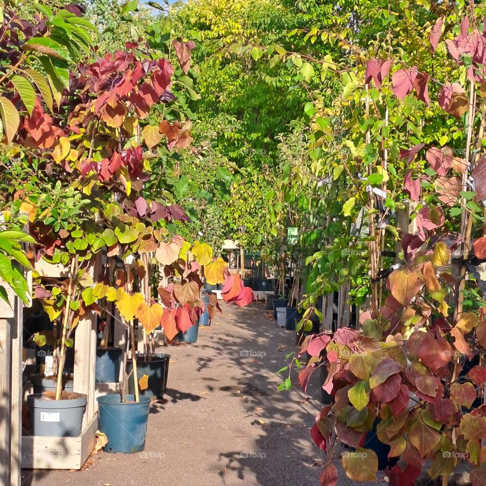 u.k garden centre selling pots of bushes climbers. Autumn coloured leaves path green reds