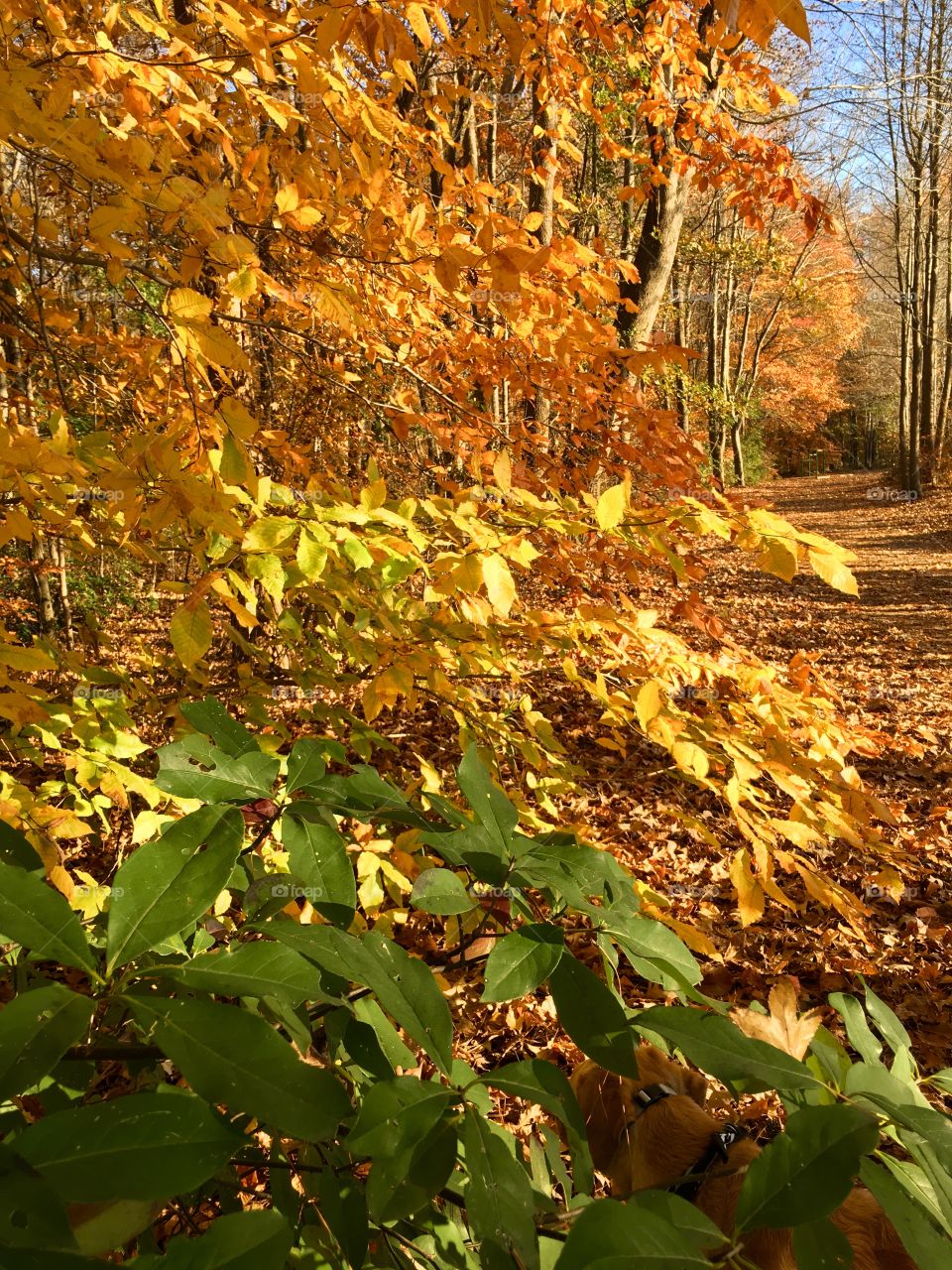 Colorful fall foliage in green, yellow, and orange
