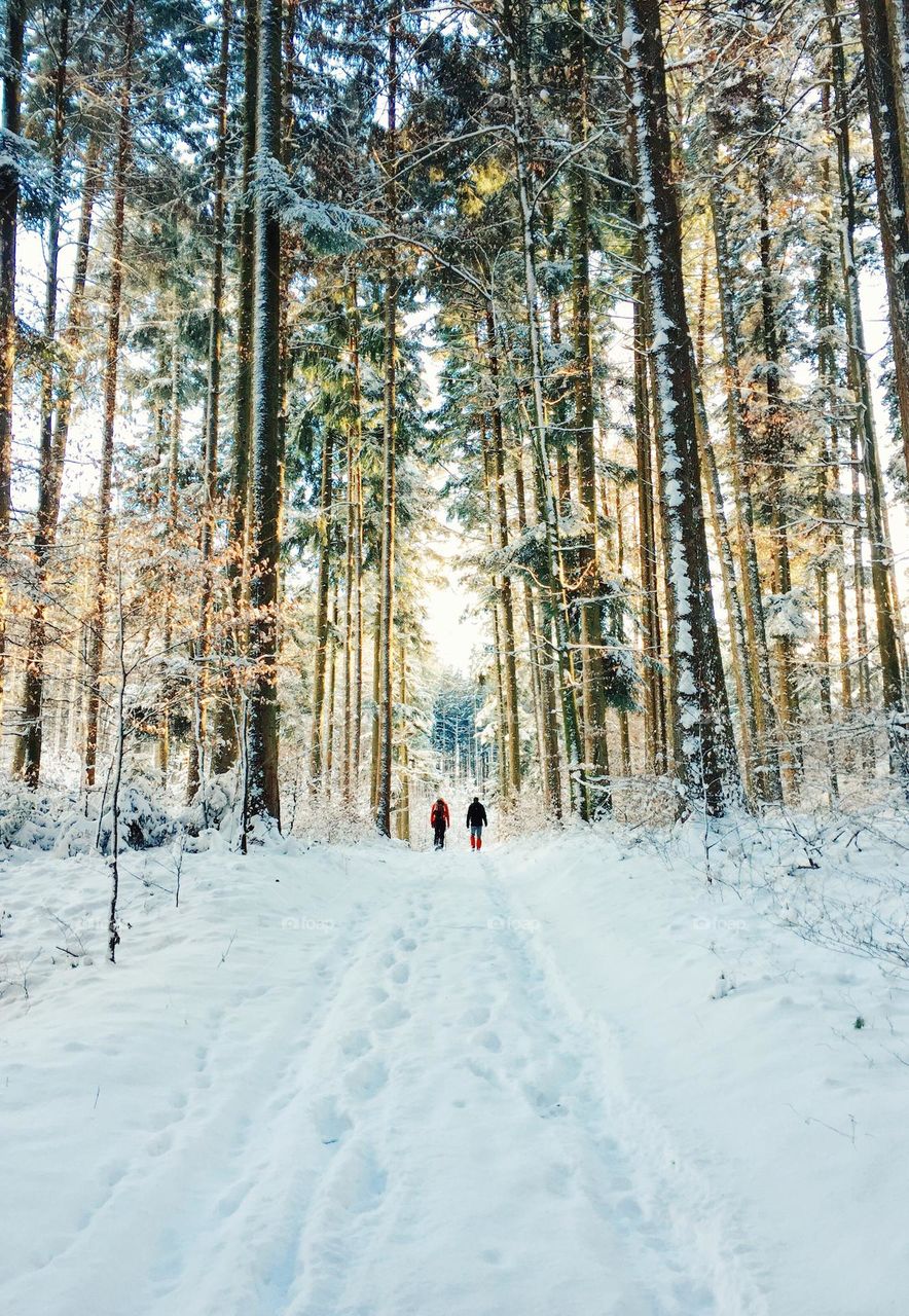 Two people hiking in the forest during winter season and sunset