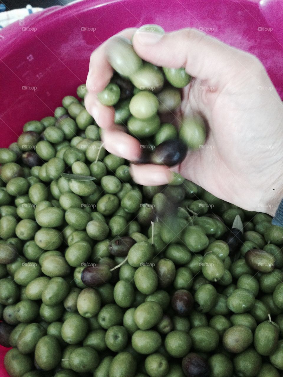 Green olive 