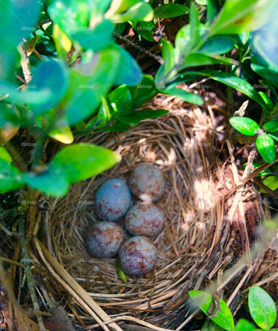 Songbird sparrow nest