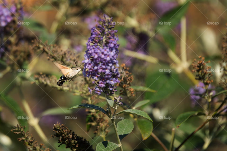 Hummingbird hawk-moth near violent flower