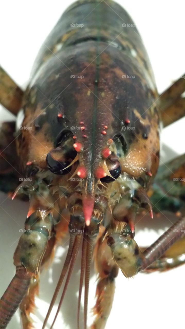 lobster look