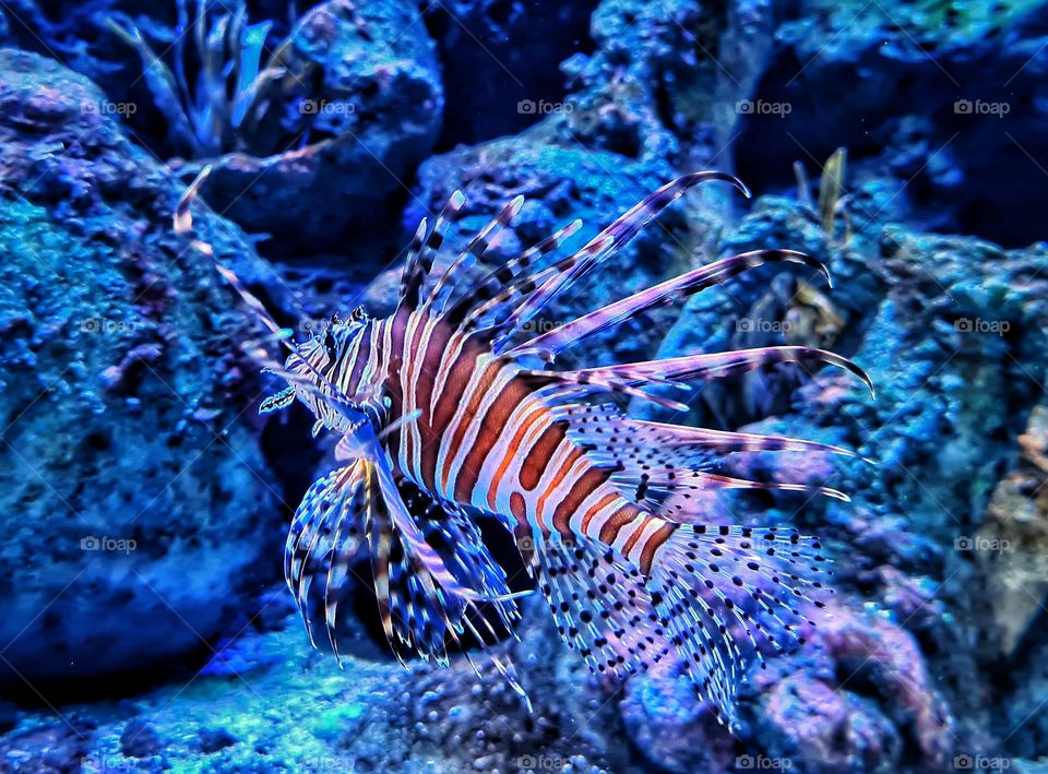 Swimming Orange Red Lionfish in Sea-Realistic Aquarium With Blue Hues in Background