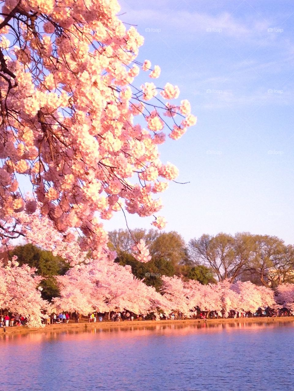 Cherry blossoms 2014 6