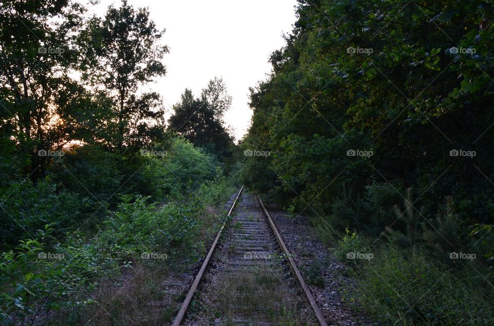 Empty railway track along with tree