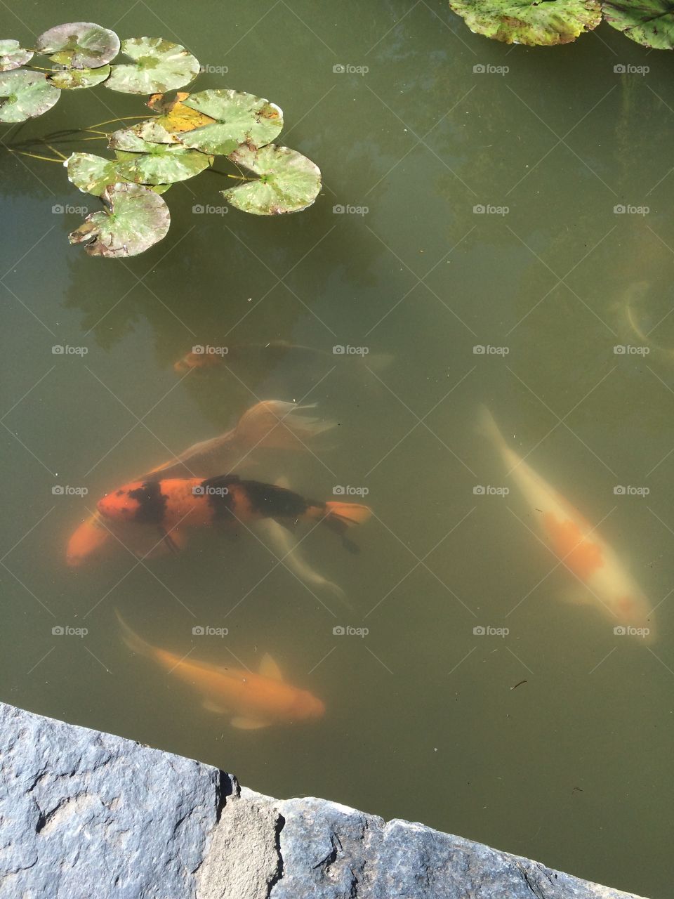 Orange fish in lake. Orange fish in lake