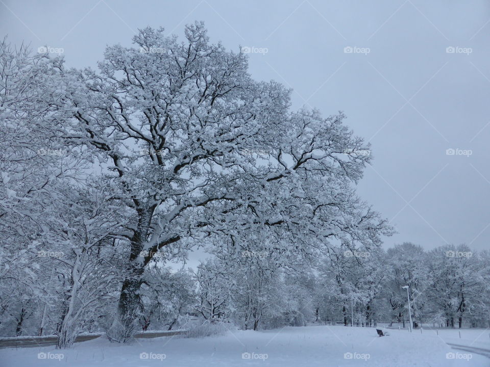 Oak tree in snow