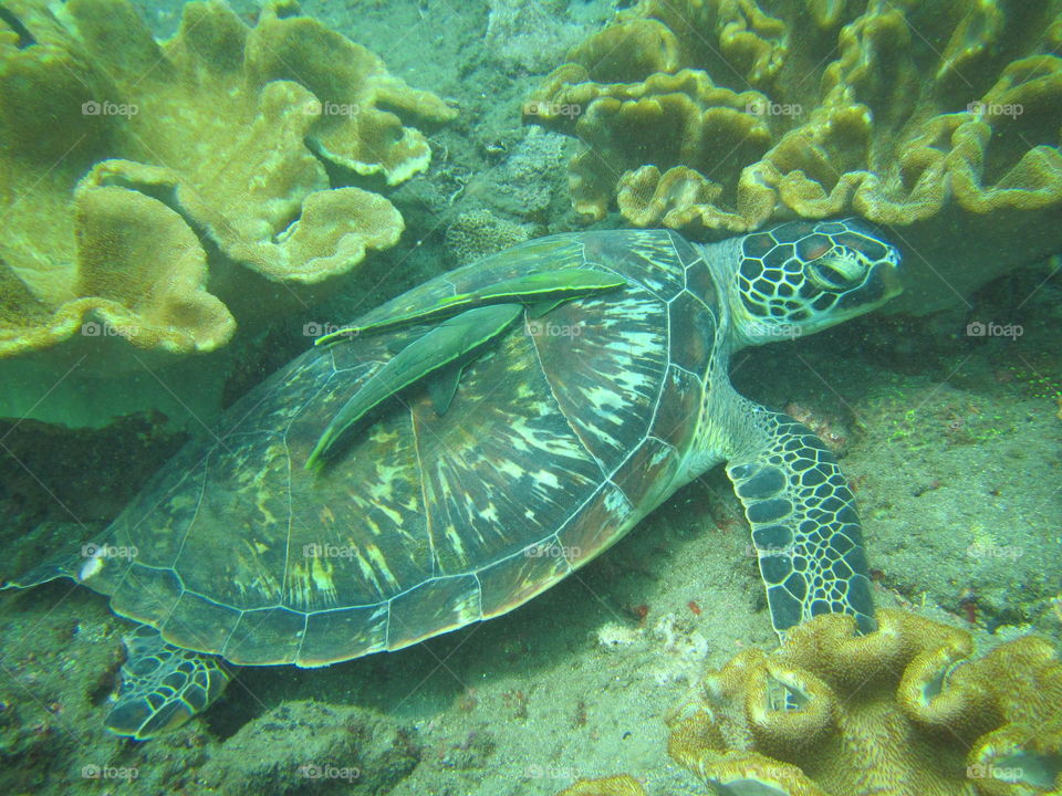 turtle and fish