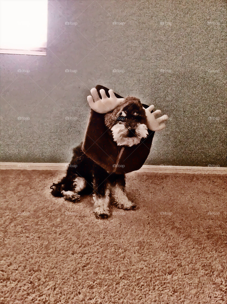 Dog costume. A dog, a costume. 