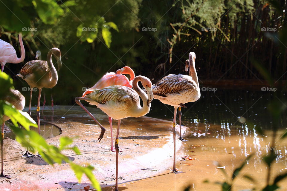 The flamingos