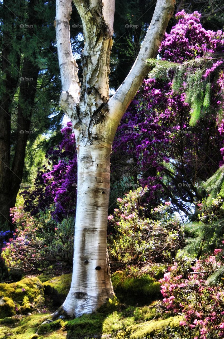 Shimmering Birch Tree at VanDusen Botanical Gardens Vancouver. Birch Tree at VanDusen Botanical Gardens Vancouver