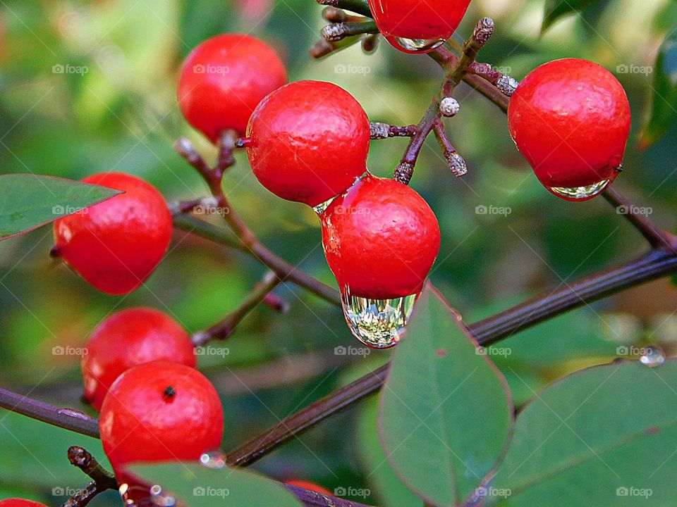 Capture the Power of Complimentary Colors - RED AND GREEN - Vibrant red berries after an afternoon rain. Red is often associated with love, passion, anger, energy, and danger and Green represents nature, growth, and new beginnings