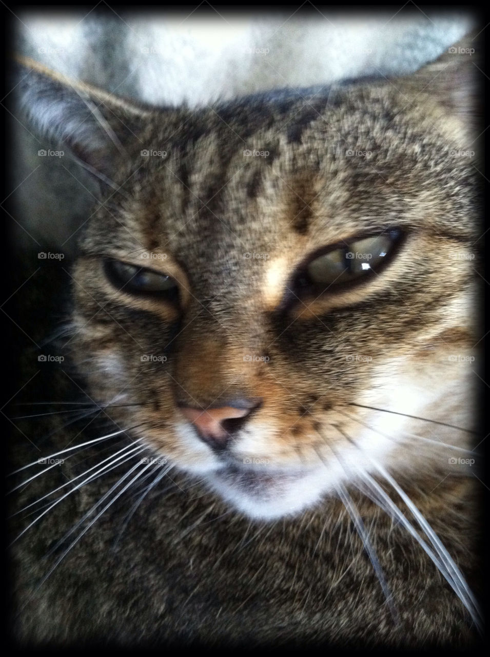 cat chilling lazy whiskers by Nikita80