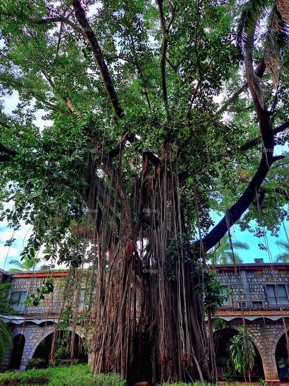 big tree, tree, garden,green,branches,lianas,grass,nature,landscape,big,architecture,facade