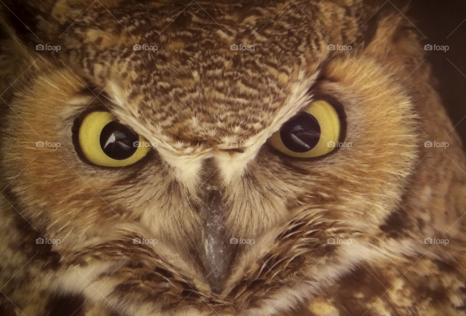 Great horn owl nesting