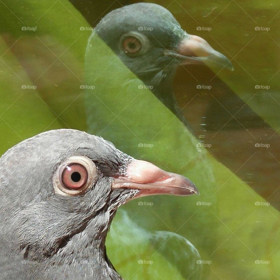 Beautiful pigeon and its shadow.