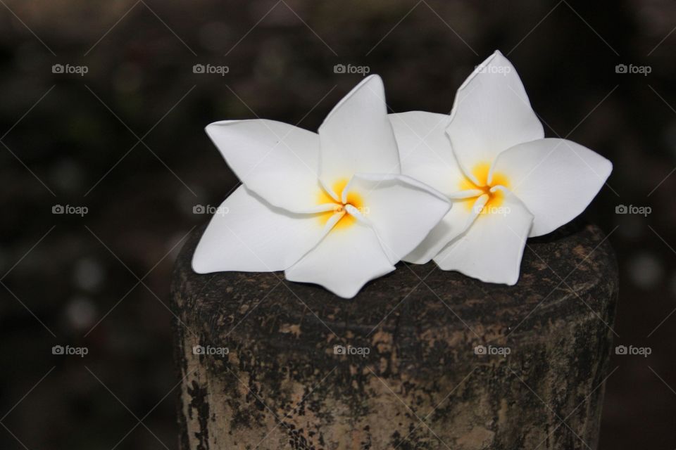 Frangipani flower