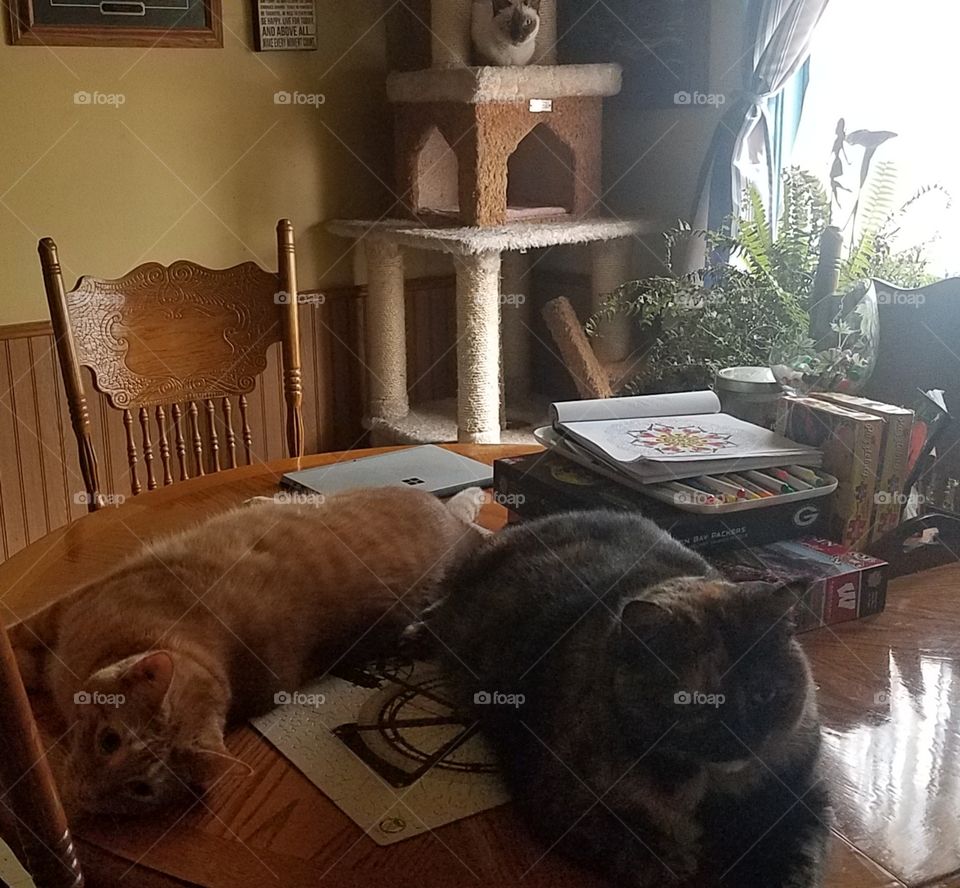 Lazy cats
