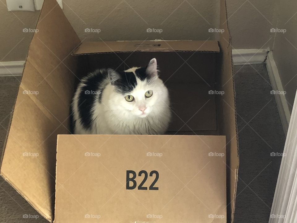Cat in box 2