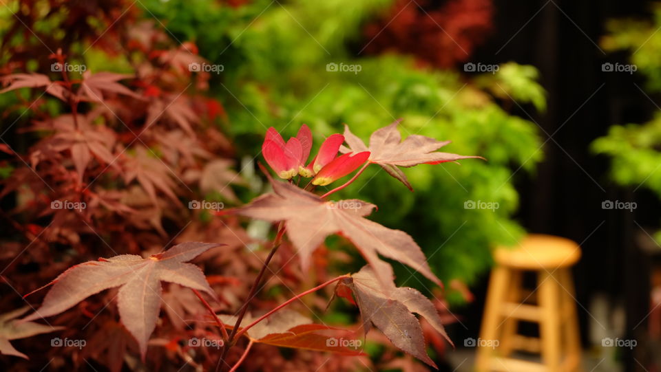 Maple tree in a nursery