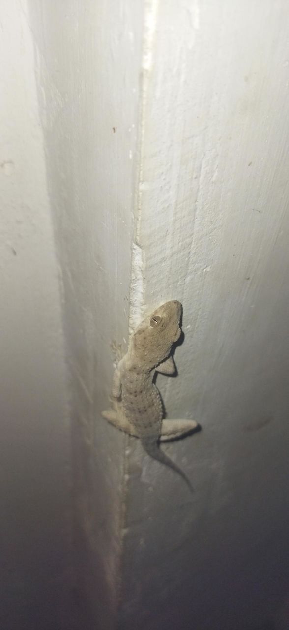 lizard