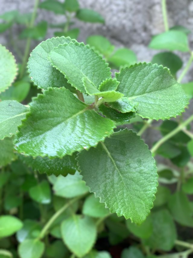 Leafs 