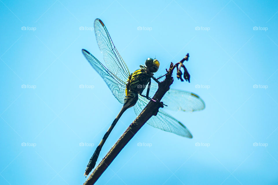 dragonfly