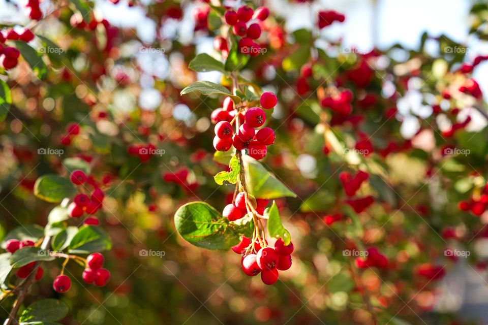 Red berries