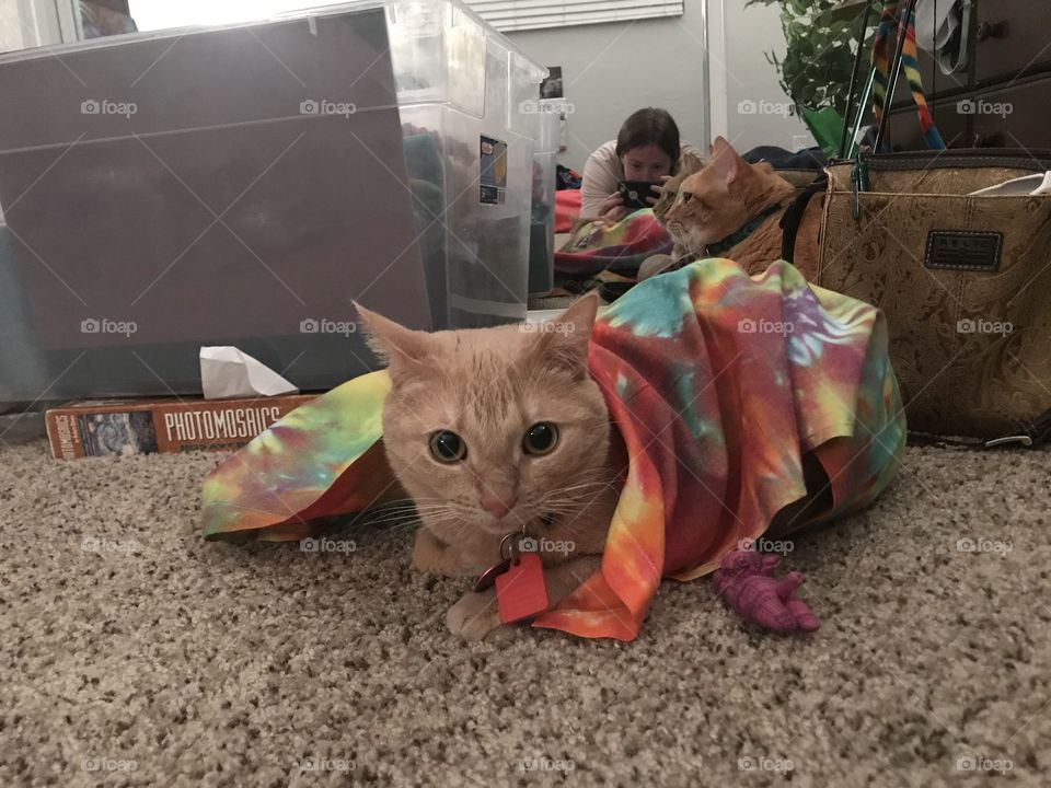 Cute trixy the cat under blanket 