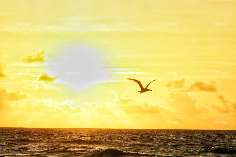 seagull flying at sunrise