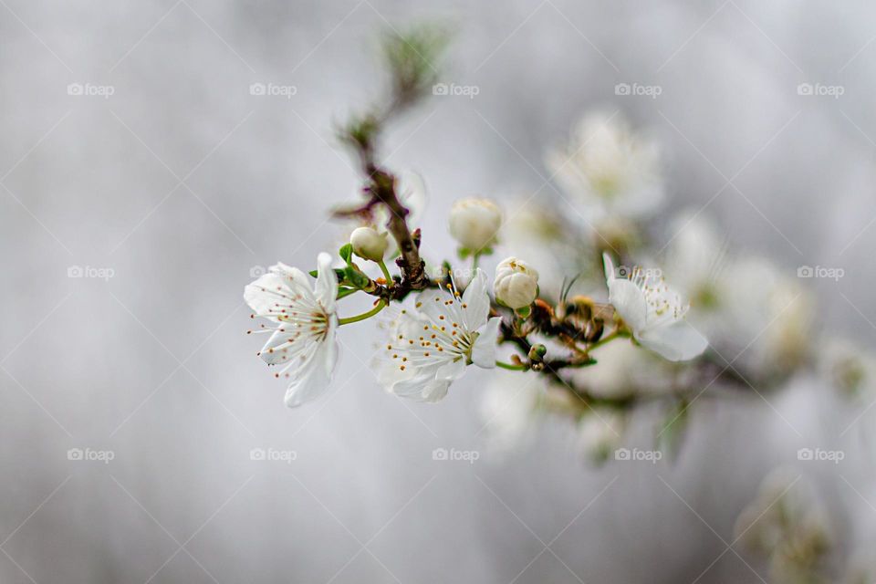 Spring blossoms, close up