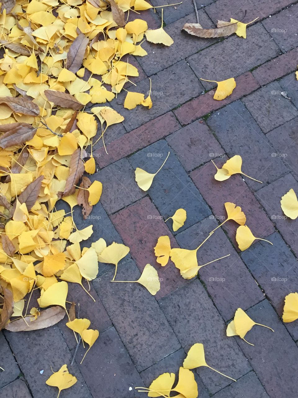 Fallen leaves on brick.