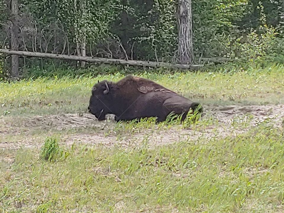Buffalo on the Alcan