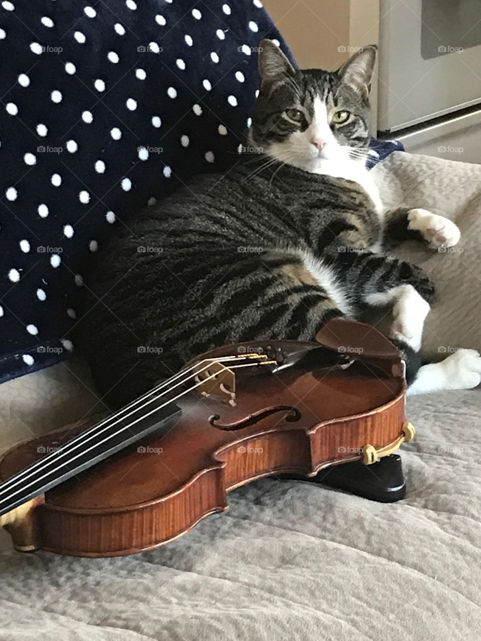 Guarding the violin