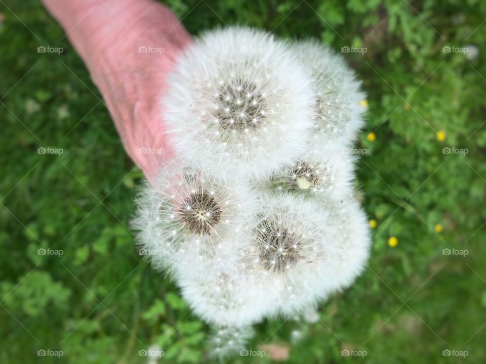 Holding dandelions