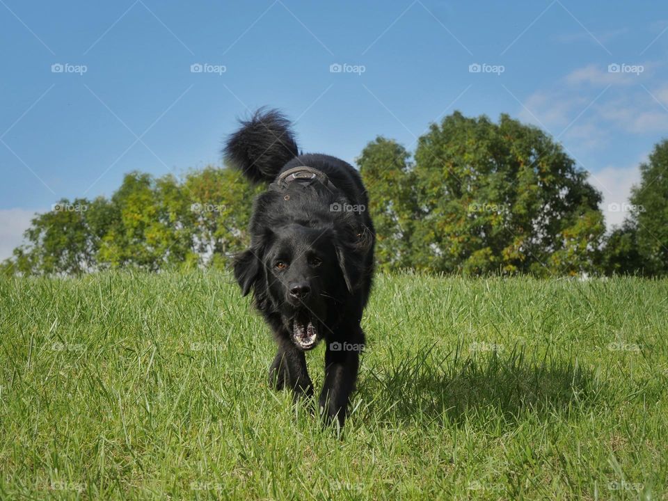 Dog runs on meadow