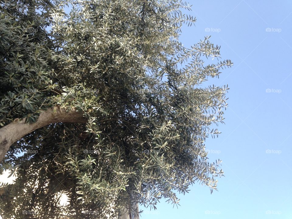  Olive Tree