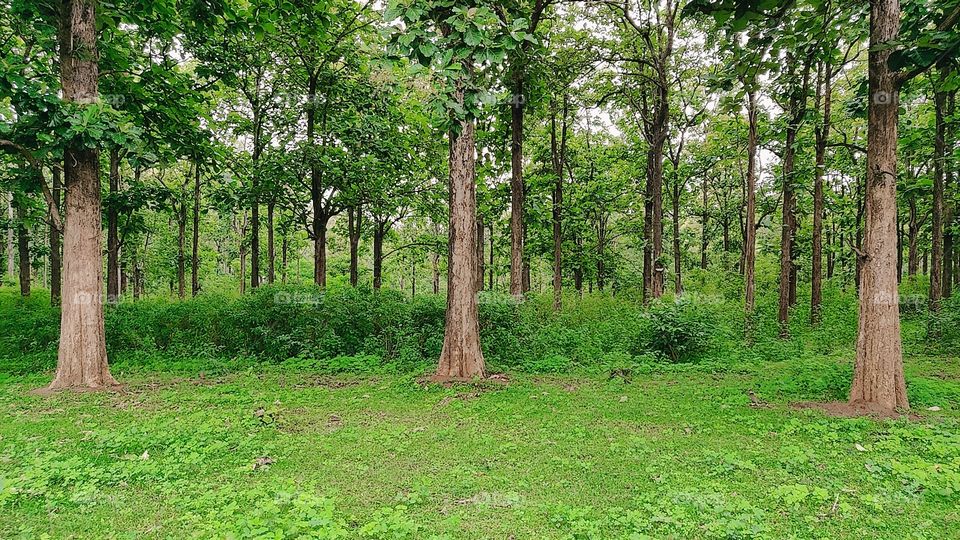 Nothing better than the raw forests of India!